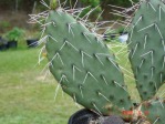 Opuntia zuniensis, garden plant