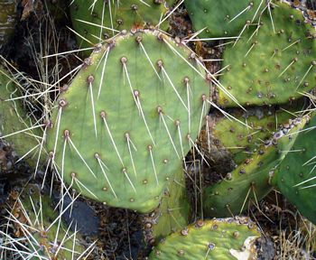 12-opuntia-mojavensis | Opuntia Web