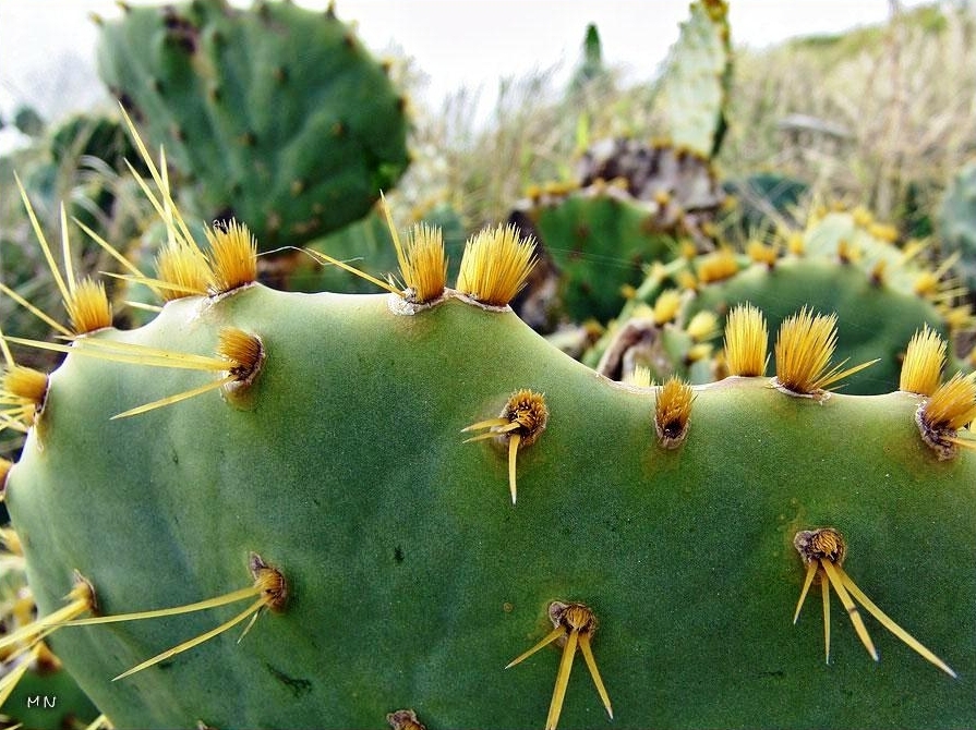 Opuntia Lindheimeri And O Linguiformis Texas Odd