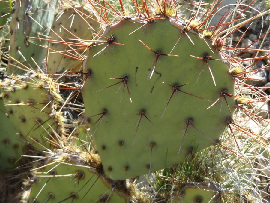 Opuntia sp nova aff camanchica, Western prickly pear cactus, cold-hardy